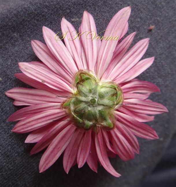  Capitulum with involucre